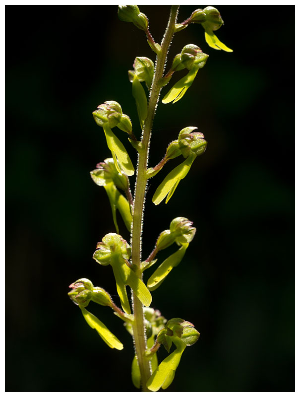 Listera ovata 