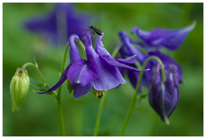 Aquilegia vulgaris 