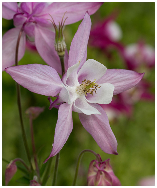 Columbine