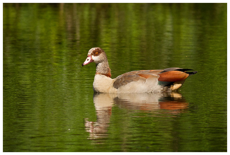 Egyptian Goose 