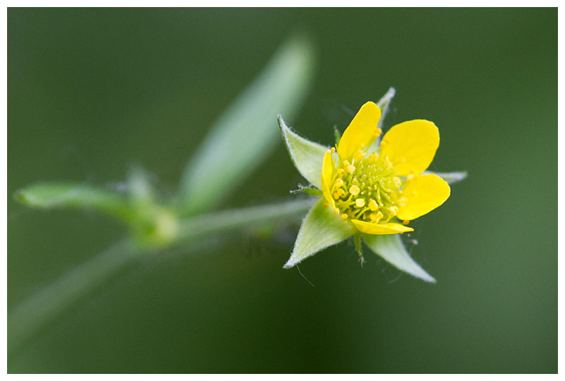 Geum urbanum