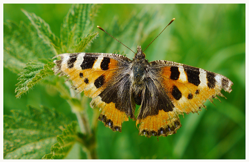 Aglais urticae