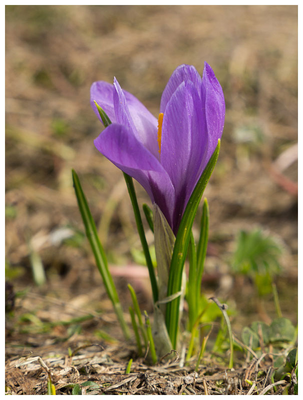Crocus vernus
