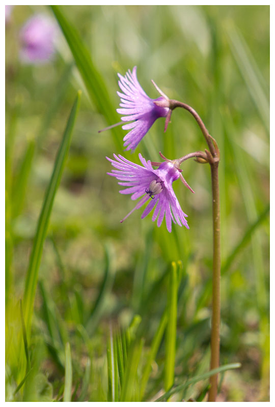 Soldanella alpina