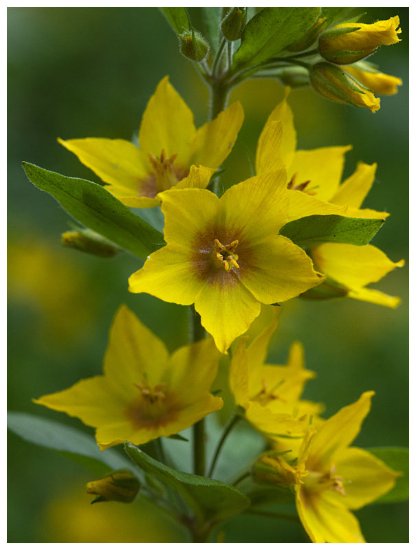 Lysimachia vulgaris