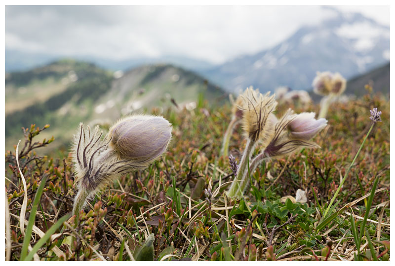 Pulsatilla vernalis