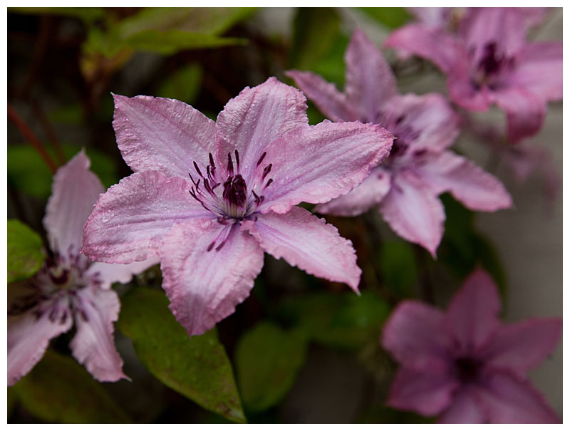 Clematis