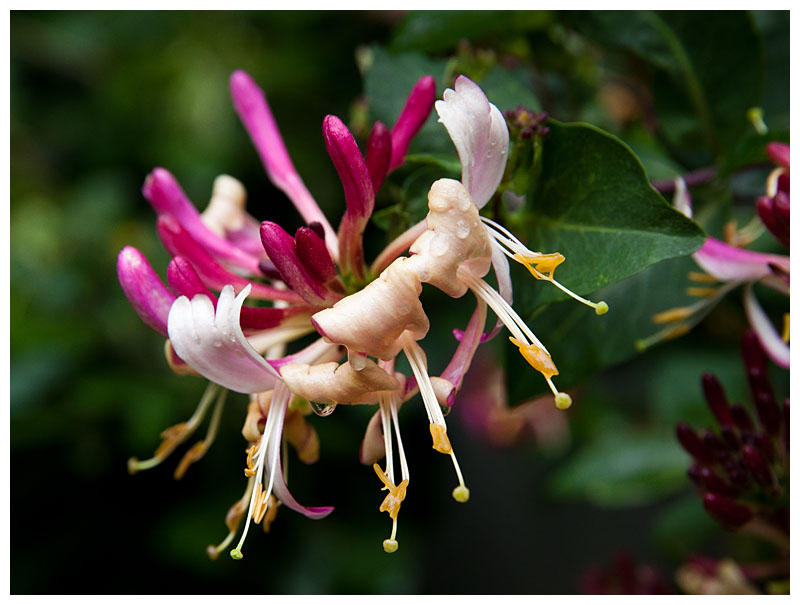 Lonicera