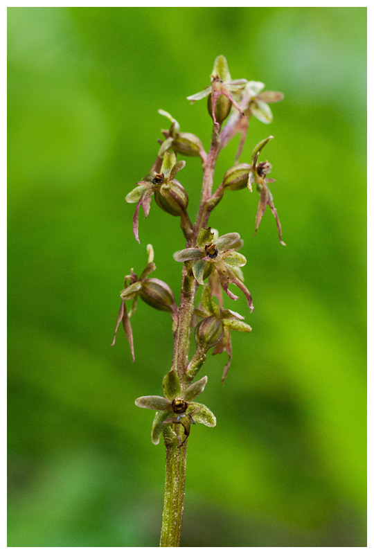 Neottia cordata