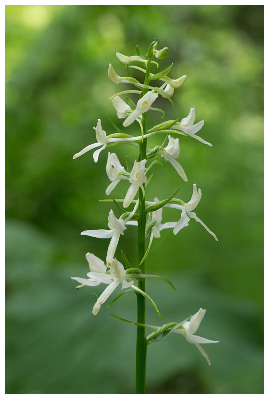 Platanthera bifolia 