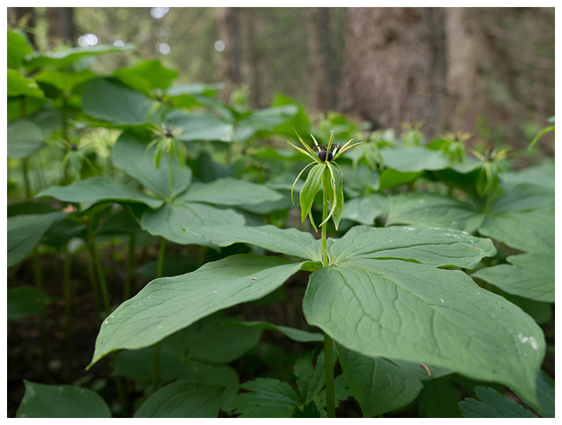 Paris quadrifolia
