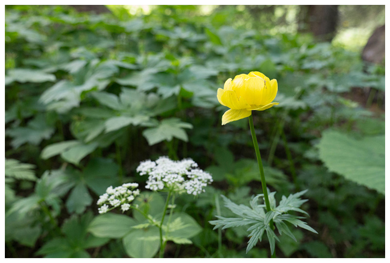 Trollius europaeus