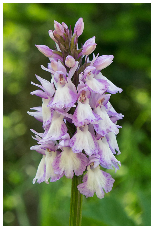 D. majalis x D. fuchsii