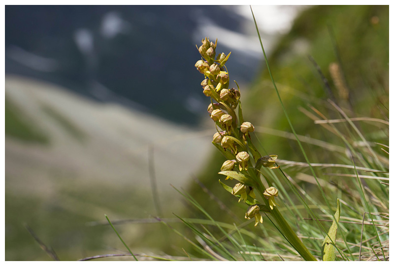 Coeloglossum viride