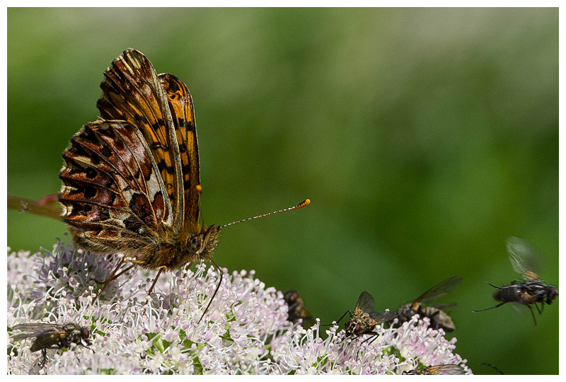 Boloria titania cypris