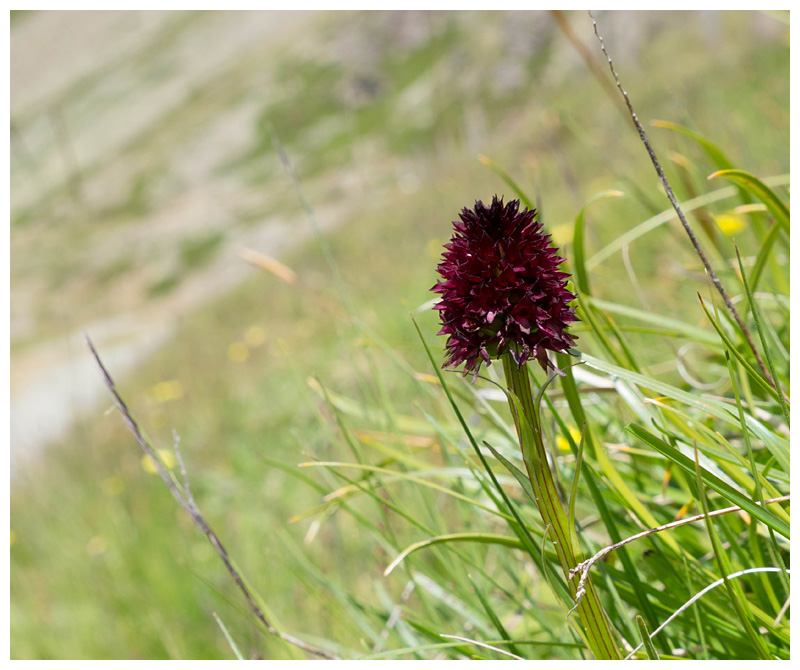 Nigritella nigra 