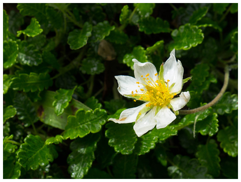 Dryas octopetala
