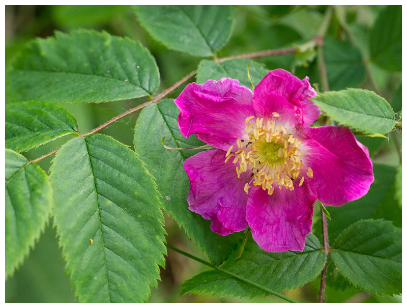 Rosa pendulina