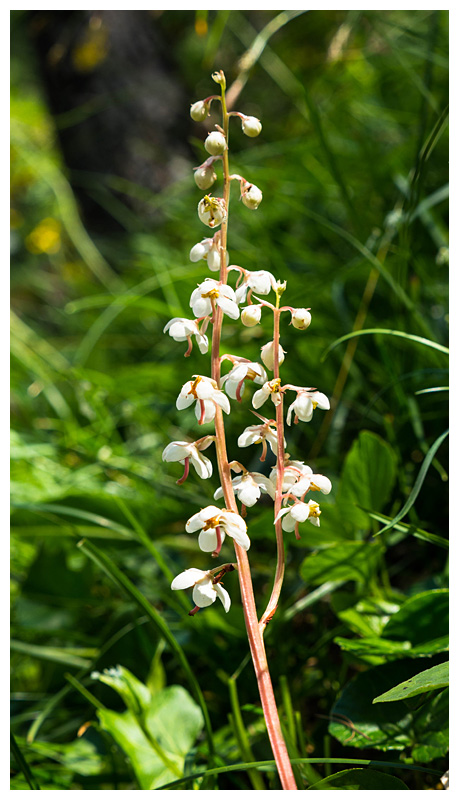 Pyrola rotundifolia
