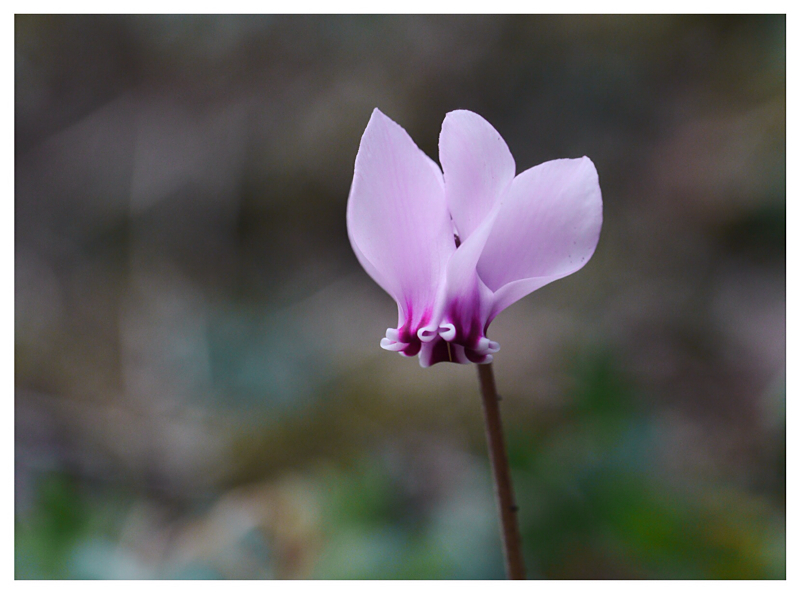  Cyclamen hederifolium