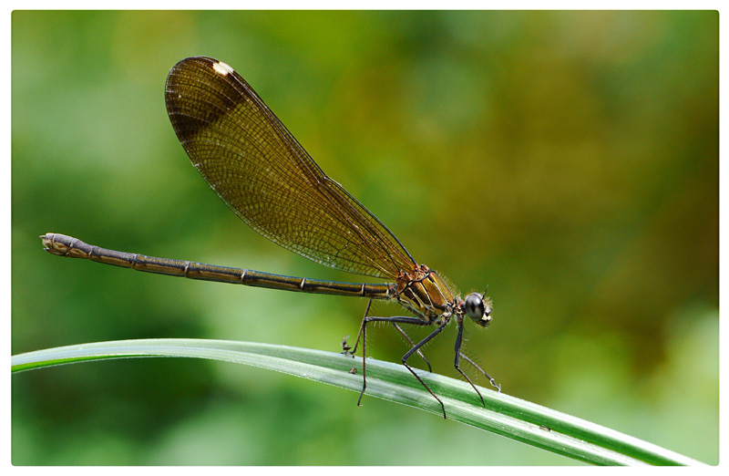 Calopteryx haemorrhoidalis (f)  