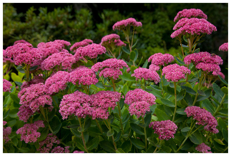 Sedum spectabile