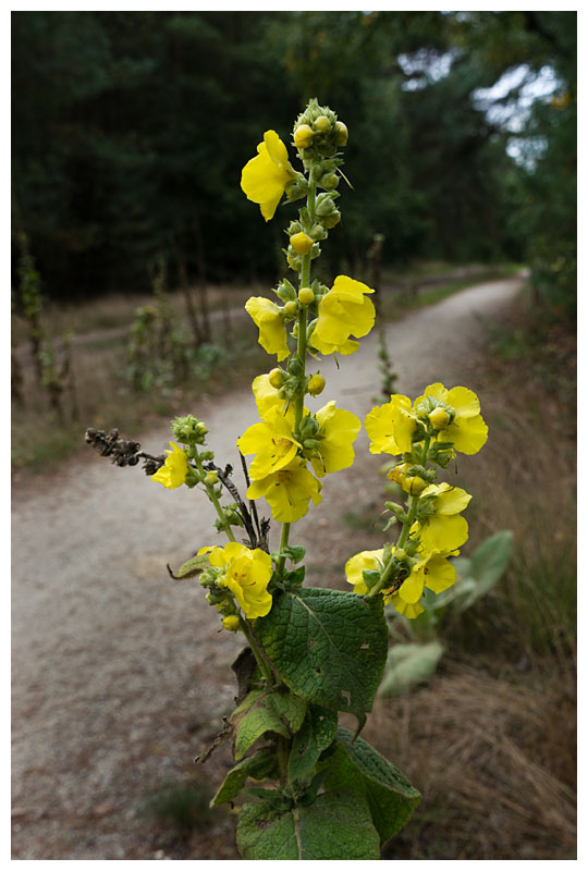 Verbascum pulvurelentum