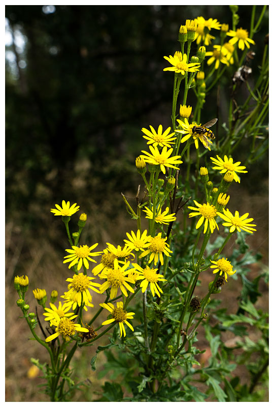 Senecio jacobaea   
