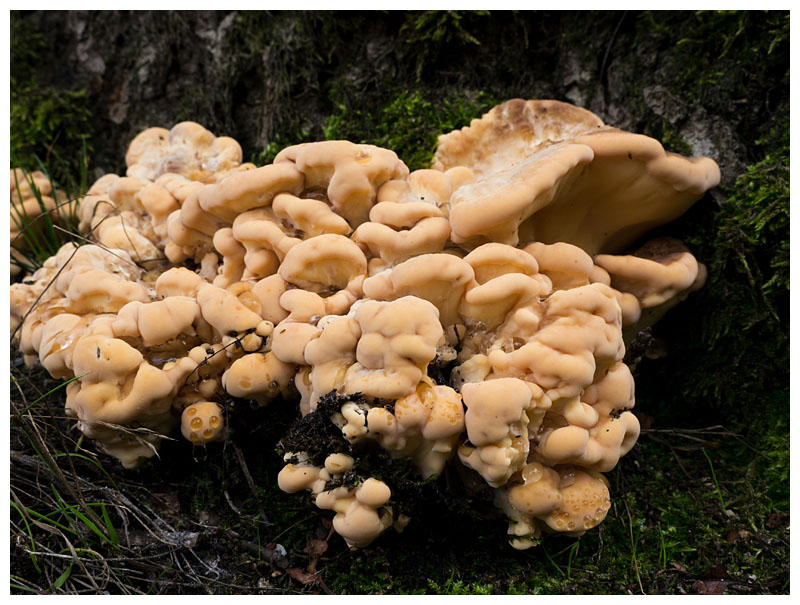 Laetiporus sulphureus    