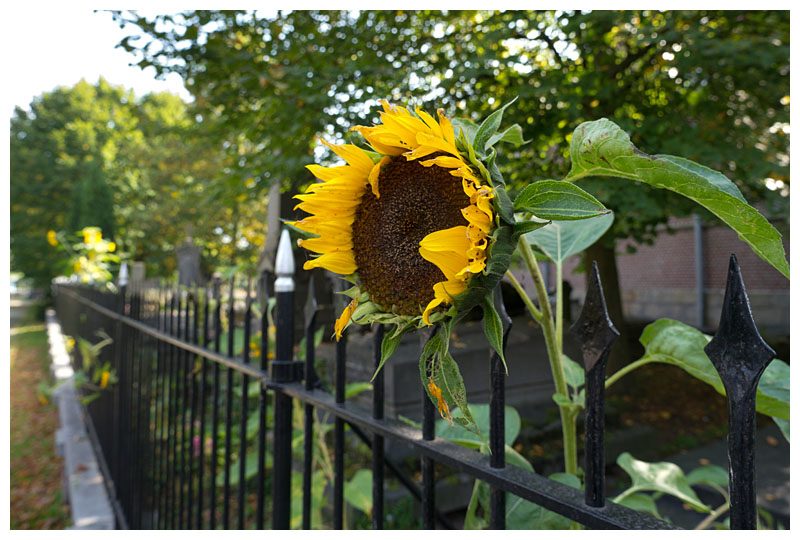 Kerkhofblomme