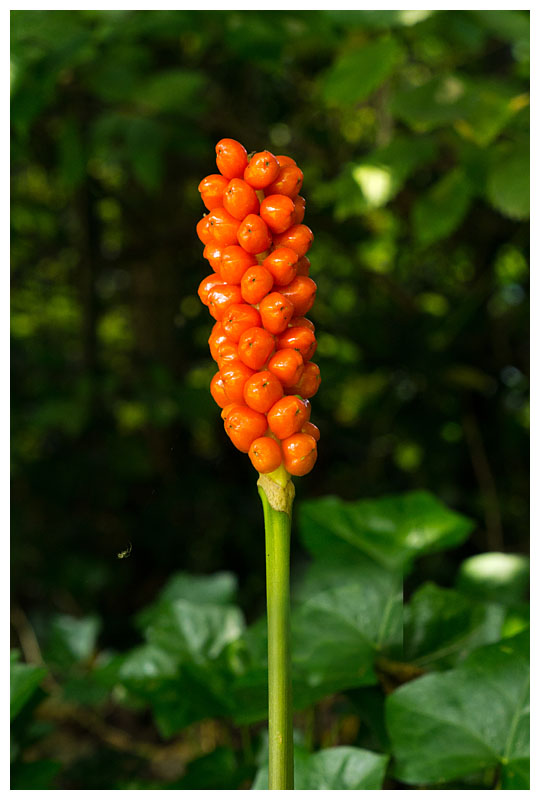 Arum italicum    