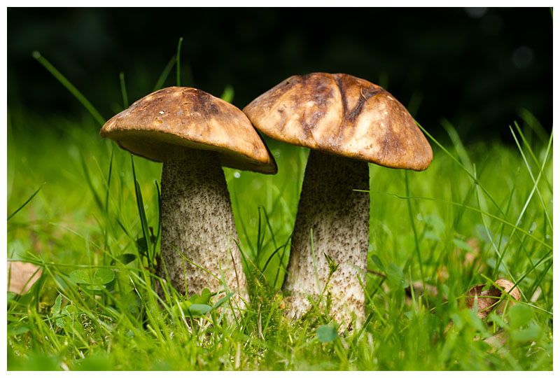 Leccinum scabrum  