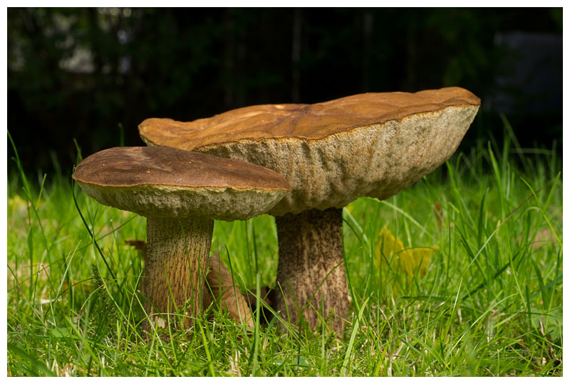 Leccinum scabrum  