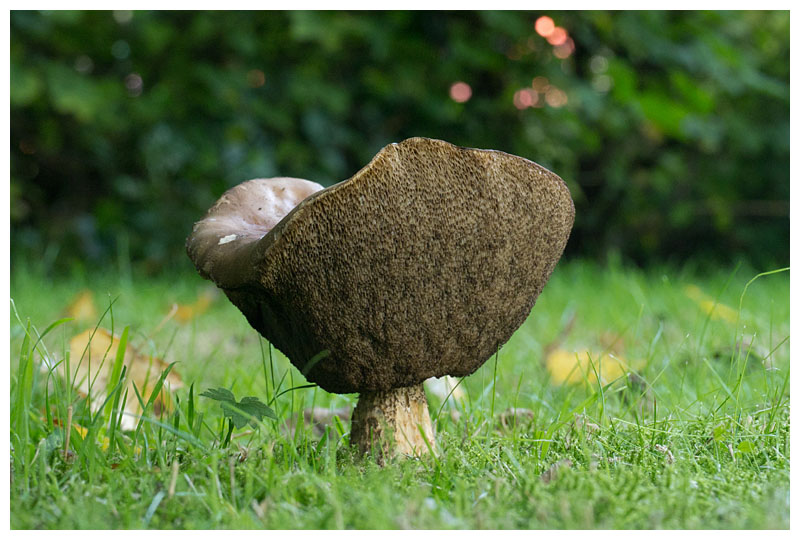 Leccinum scabrum  