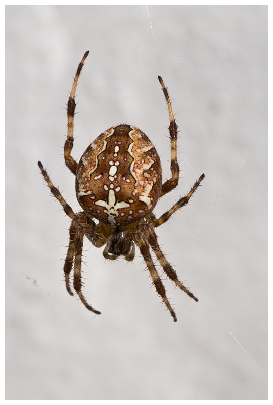 Araneus diadematus 