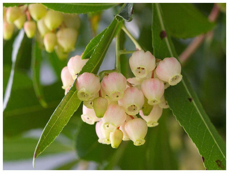 Arbutus unedo