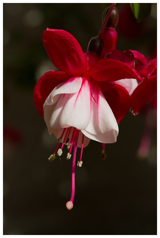 fuchsia