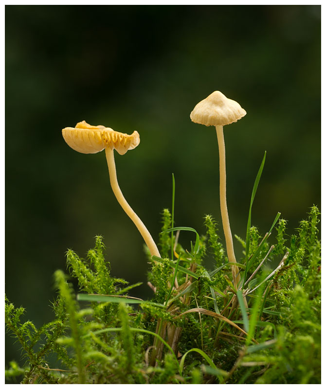 Galerina laevis  