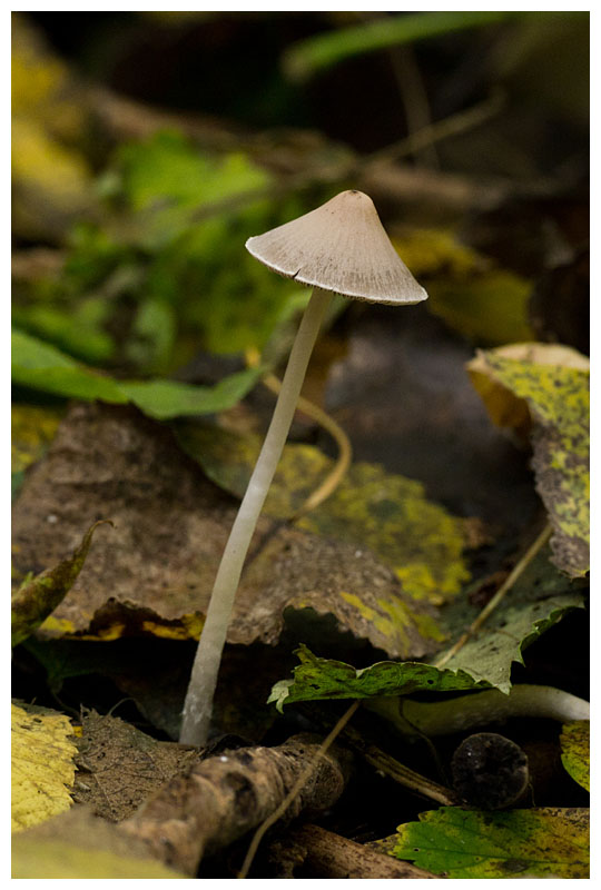 Mycena sp.