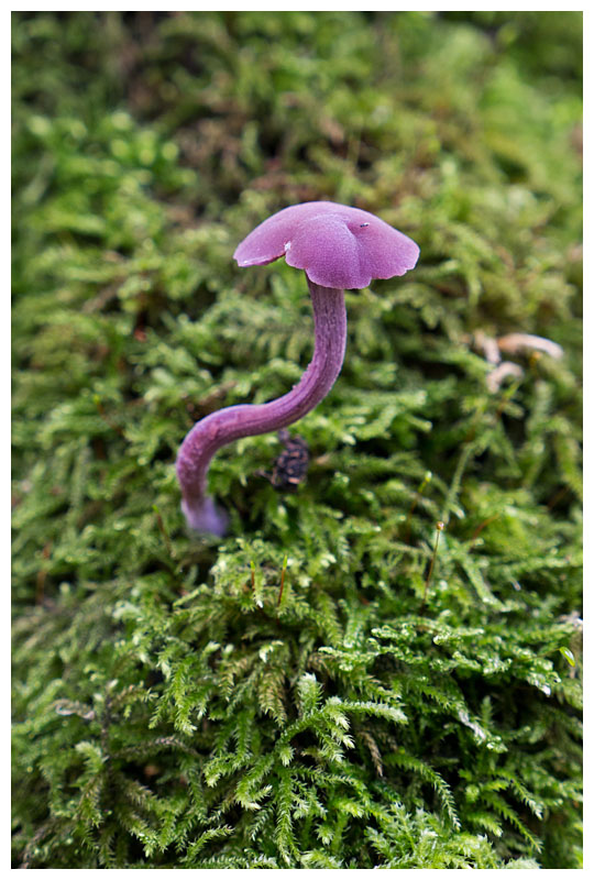 Laccaria amethystea 