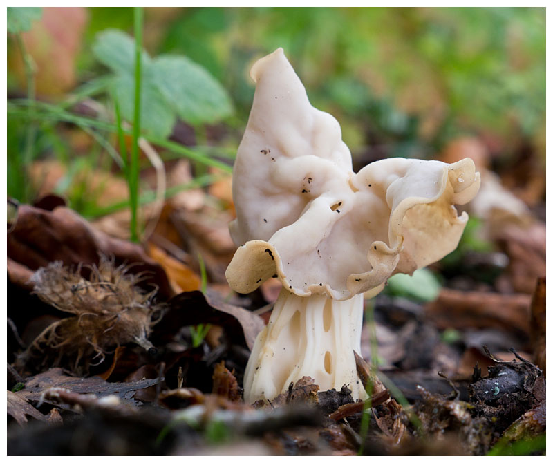 Helvella crispa 