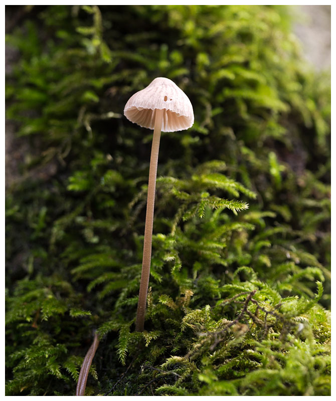 Mycena sp