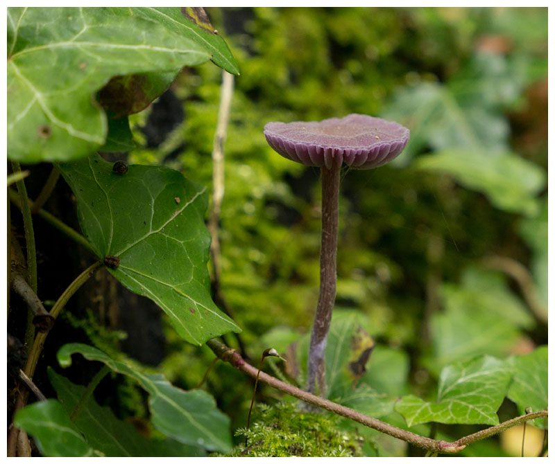 Laccaria amethystea  