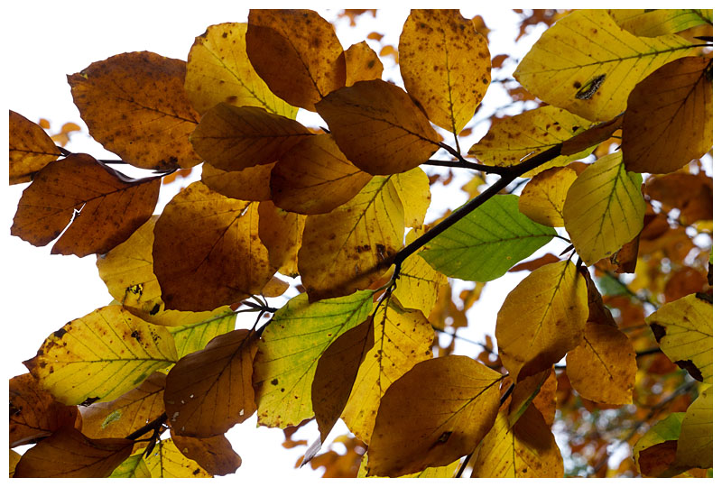 beech