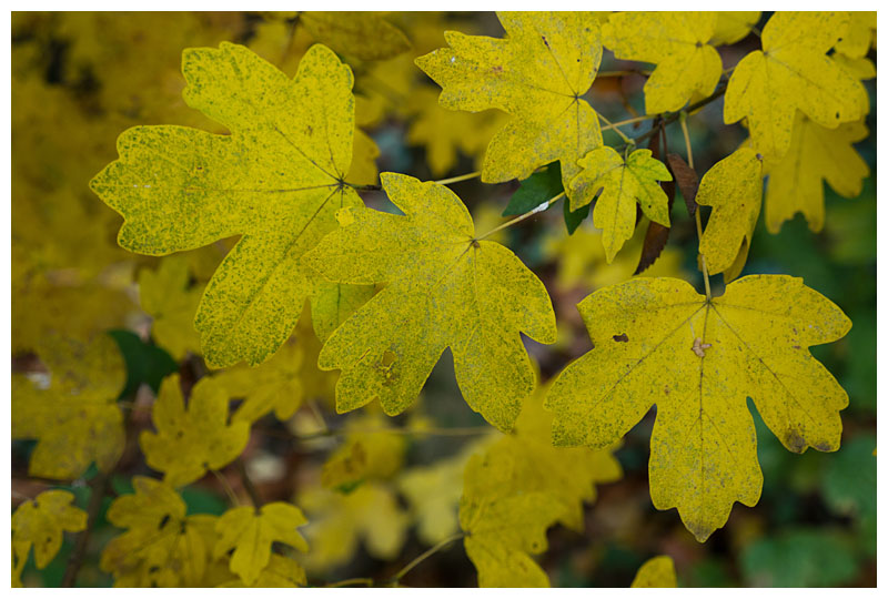 field maple