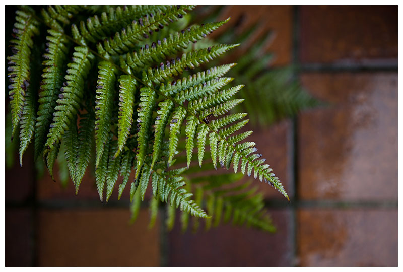 fern