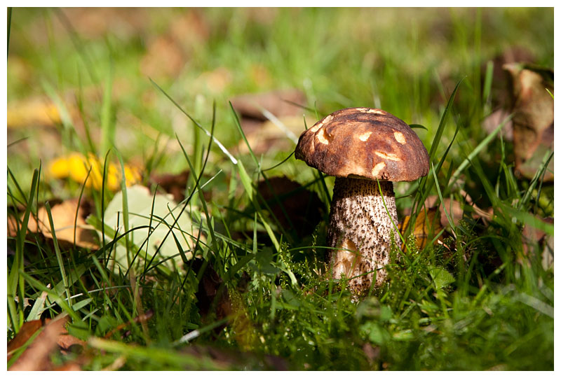 Leccinum scabrum  