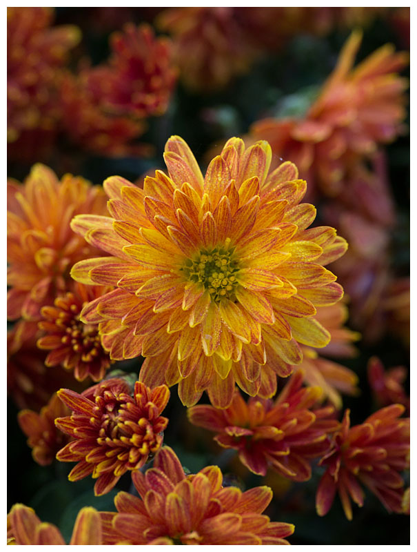 Chrysanthemum
