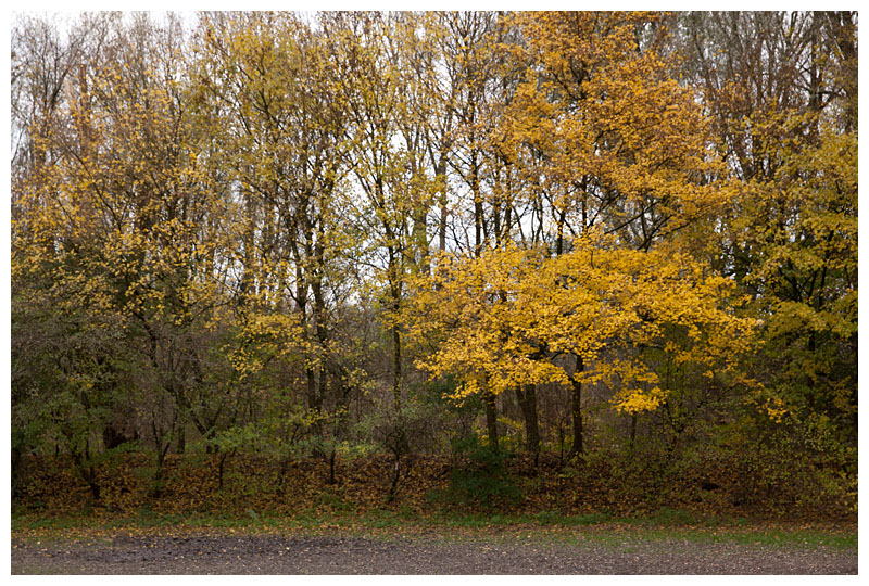 fall