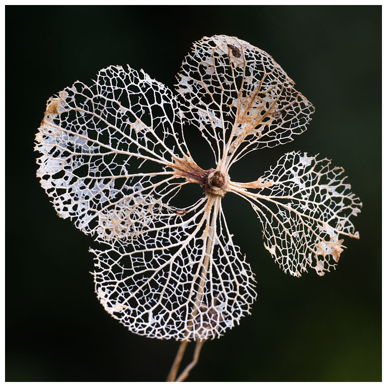 hortensia